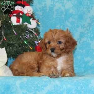 Antelope, Cavapoo Puppy